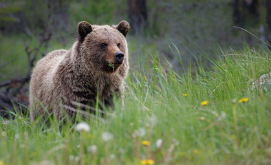 A grizzly cub with a small piece of grass in its mouth