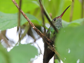 The Hummingbird