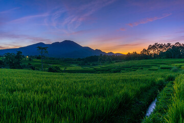 panorama of the natural beauty of asia. wide view of green rice fields with flowing water