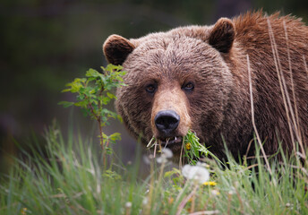 A female grizzly eating spring grassed