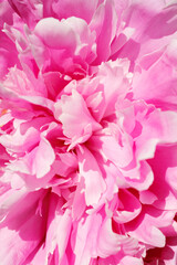 Beautiful flowers, peonies. Pink peony macro. Gentle abstract floral pastel background.