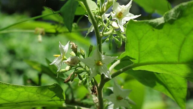 Close up of a Pea Eggplant branch filled with blooming flowers and bud clusters