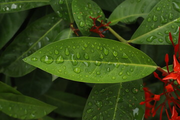 Green leaf with drops of water