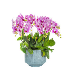 Flowers beautiful purple orchid phalaenopsis isolated on white