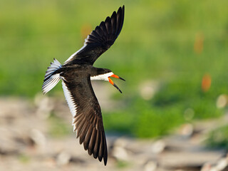 A Black Skimmer in Flight