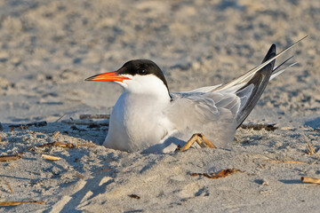 A Common Tern On Eggs in Nest