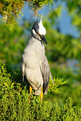 A Yellow-crowned Night Heron Sitting in a Tree