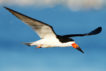 A Black Skimmer in Flight
