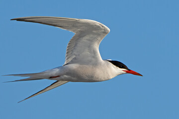 A Common Tern in Flight