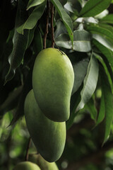 Fresh green mango fruit hanging on tree with leaves background