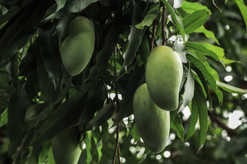 Fresh green mango fruit hanging on tree with leaves background