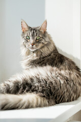 Beautiful cat Maine Coon is sitting and enjoying the warmth of sunlight