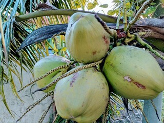Coconut, nyiur or kerambil is the only species of palm plant that exists in the genus Cocos family...