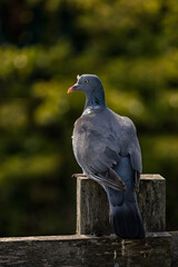 Obraz premium Portrait of a Wood Pigeon (Columba palumbus) perched on a fence post 