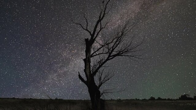 A silhouette tree on the background of the starry sky and galaxy. Time lapse of the moving Milky Way.