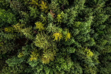 Trees pattern in woodland, top down drone photo
