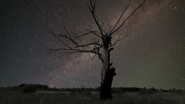 A silhouette tree on the background of the starry sky and galaxy. Time lapse of the moving Milky Way.
