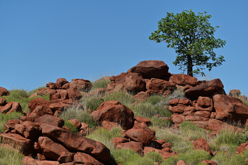 Single tree growing on red rocks in Western Australia