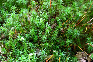 small sprouts of moss in the forest