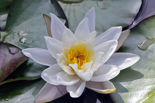 Seerosenbl&uuml;te mit Schwebfliege