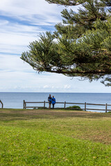 Lone coastal tree on grassy park overlooking the sea