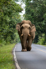 Fototapeta na wymiar elephant walk on the way