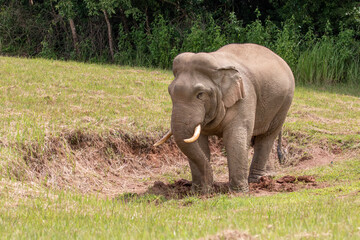 elephant in the wild