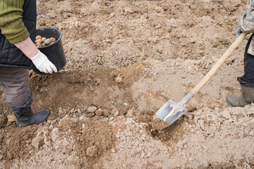 planting potatoes under a shovel