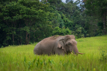 Naklejka na ściany i meble elephant walk in forest