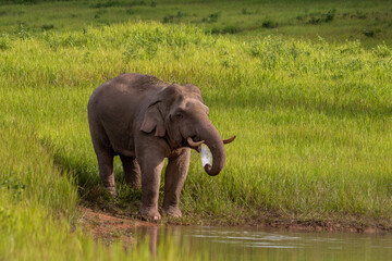 elephants eating wter