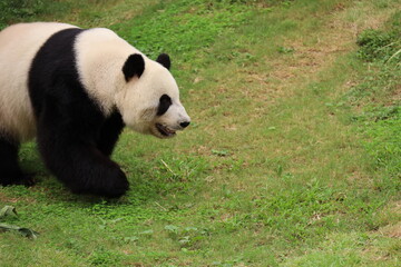 Fototapeta na wymiar giant panda bear in the park