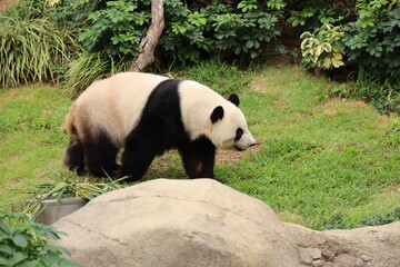 Obraz na płótnie Canvas giant panda bear in the park