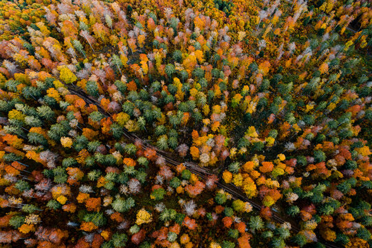 Herbst farbige Bäume von oben mit Drohne Schweiz