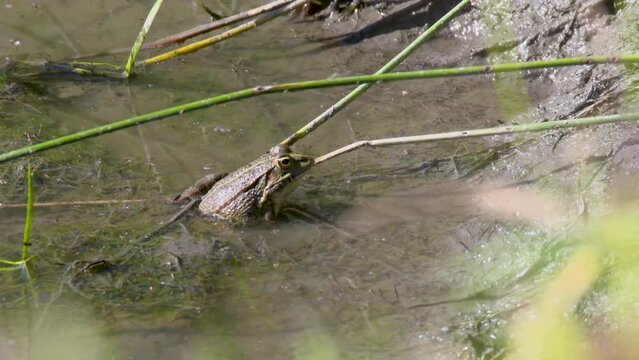 close up shot of an adult iberian green frog or also called perez frog settles in the mud on the bank of the pond