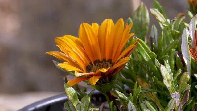 close-up of a blooming orange Gazania krebsiana is one of the Gazania species that are exclusively African