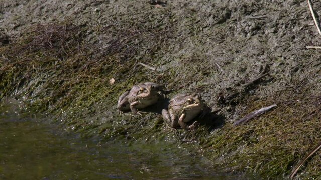 close-up of two Iberian frogs, also known as Iberian brook frogs, sitting in the mud next to a pond