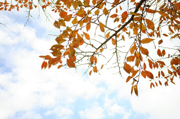 秋の赤く色づく桜の葉と空