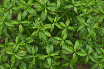 Background green leaves, plant of leaf green jungle nature, nice flower abstract green leaves and wallpaper, for design