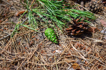 Green pine cone on coniferous forest floor