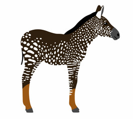 Spotted zebra foal vector