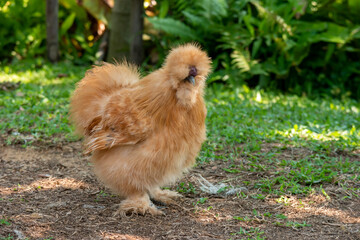Silkie chicken, An unusual breed poultry with fluffy like wool feathers and black leather. - 517843050