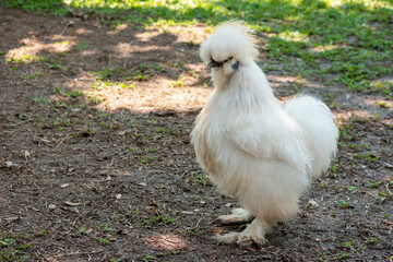 Silkie chicken, An unusual breed poultry with fluffy like wool feathers and black leather.