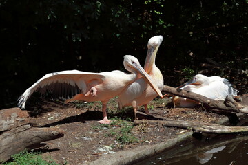 pelicans on the beach