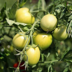 Green tomatoes on a branch, waiting for the harvest, summer