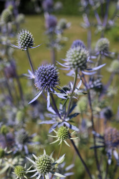 Blue-headed flat-leaved eringium on a green background, prickly lilac flower