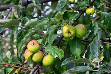 green apples in the home garden 