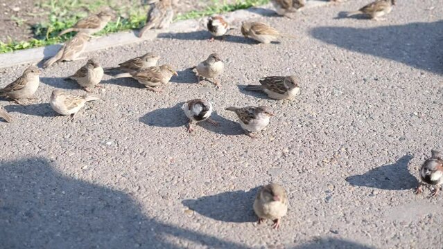 Hungry sparrows feeding breadcrumbs from brand pieces on the concrete pavement in a city park.