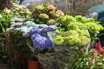 Blooming blue and green flowers hydrangea or hortensia on farmer market in Poland. Street flower store for retail sell.