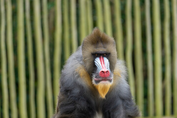 Mandrill at the San Francisco Zoo