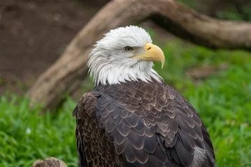 Foto op Plexiglas Bald Eagle at the San Francisco Zoo © Michael Tipton
